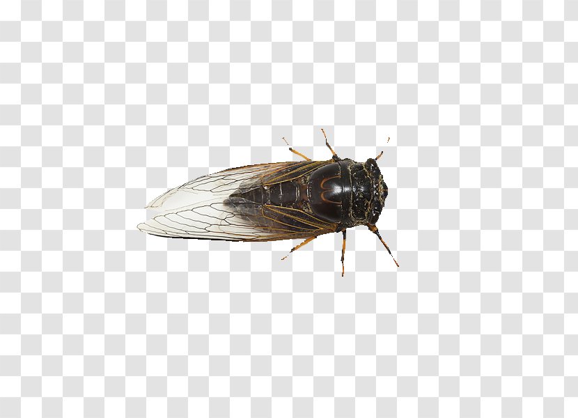 Cicadas Pterygota Cicadidae Wing - Organism - Onion Skin Material Transparent PNG