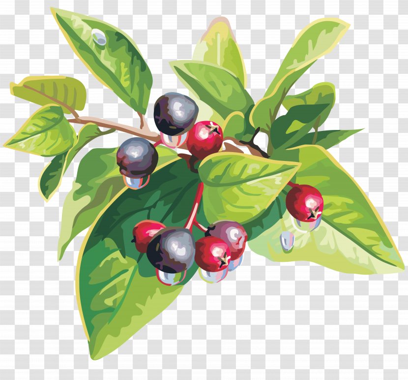 Blueberry Fruit Cherry Auglis - Bilberry Transparent PNG