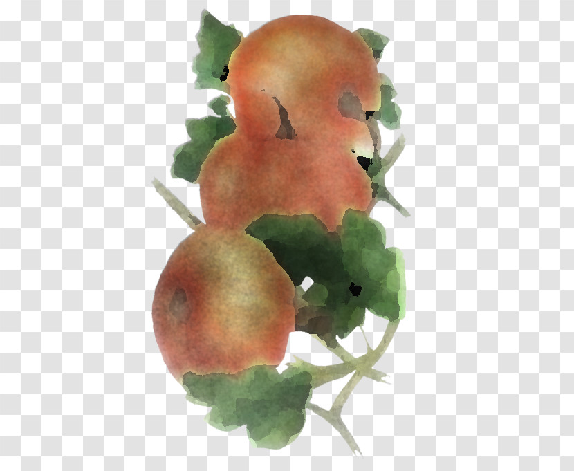 Plant Watercolor Paint Flower Vegetarian Food Fruit Transparent PNG