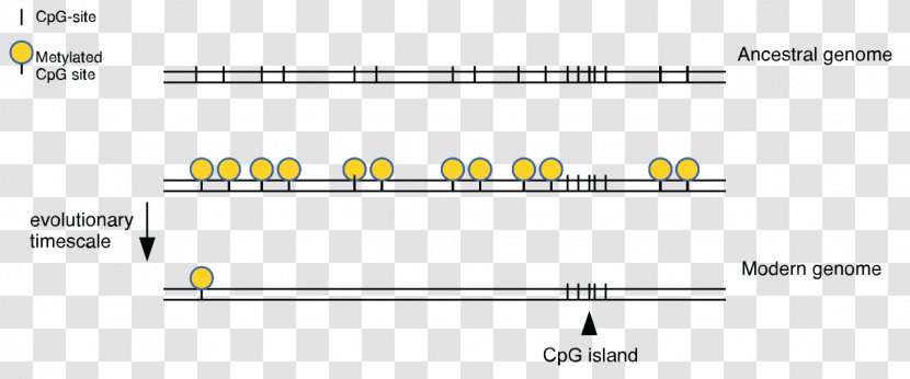 CpG Site Island DNA Methylation Cytosine - Treasure Media Transparent PNG