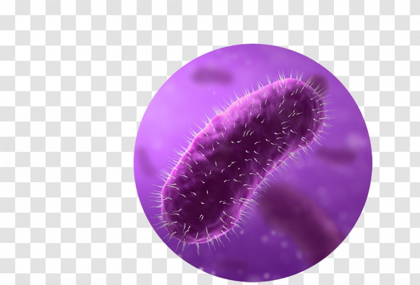 E. Coli Bacteria Stock Photography - Gut Flora - Supermarket Trolleys Transparent PNG