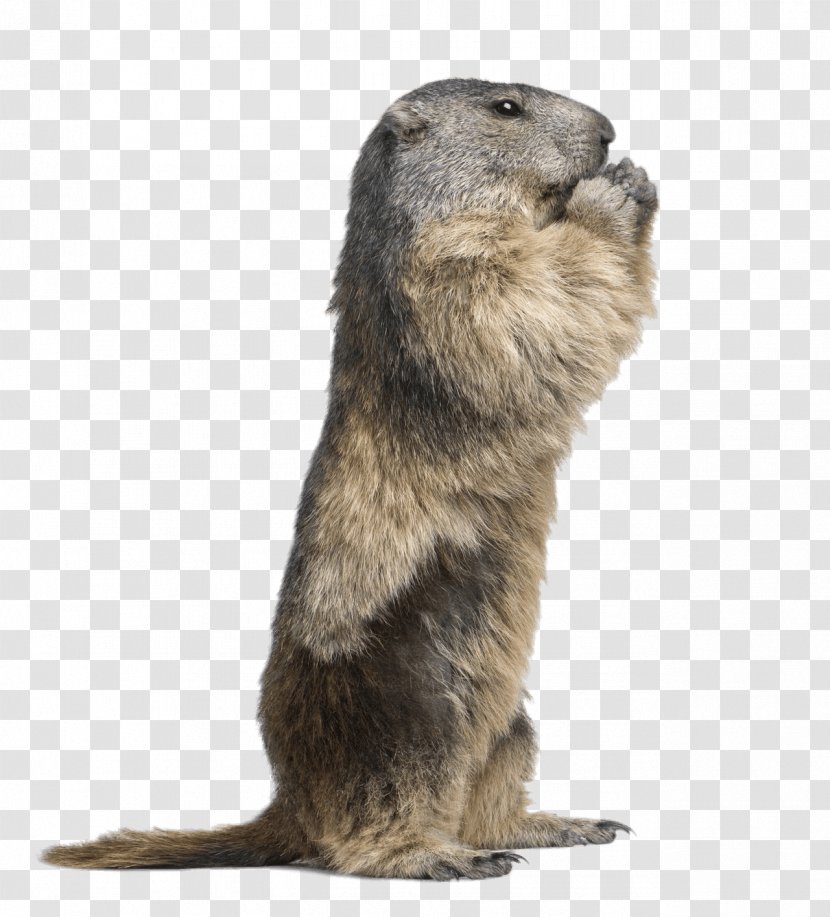 Groundhog Day - Beaver - Wildlife Fur Transparent PNG