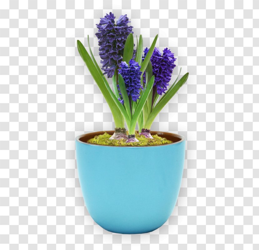 Flowerpot Grape Hyacinth Ceramic Blume Plant - Flower Pot Transparent PNG