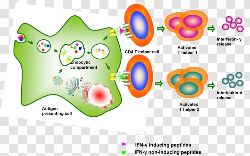 Interferon Gamma Protein Antigen Peptide - Pathogens Transparent PNG