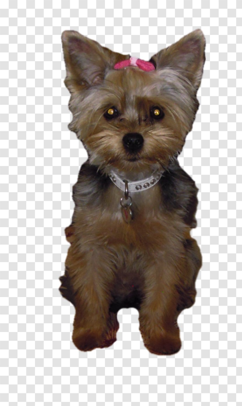 Yorkshire Terrier Norwich Australian Silky Cairn - Dog - Puppy Transparent PNG