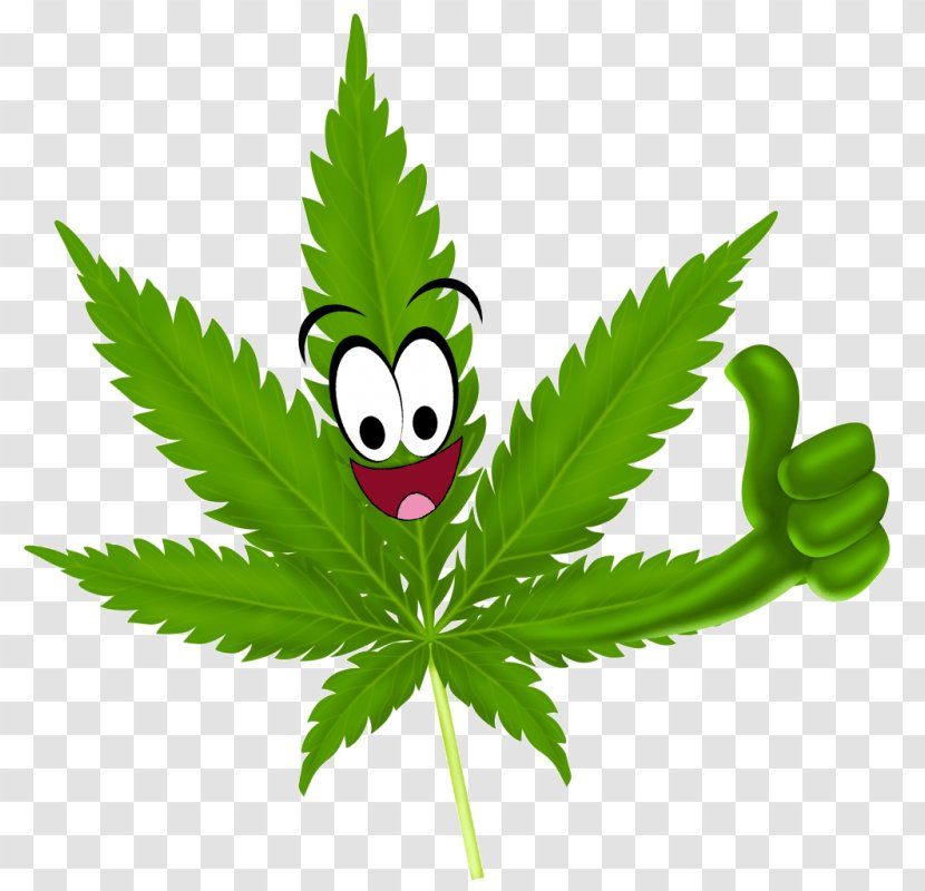 Medical Cannabis Legality Of 420 Day Marijuana - Drug - Seeds Transparent PNG