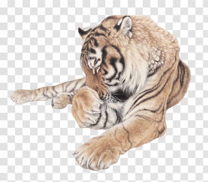 Siberian Tiger Cat - Whiskers Transparent PNG