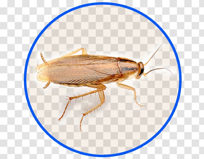 German Cockroach Oriental Pest Control American - Brownbanded Transparent PNG