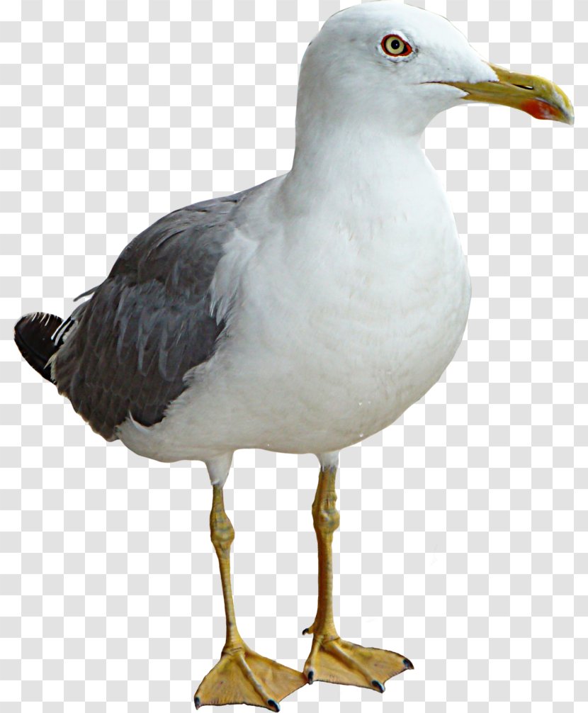 Gulls Bird Clip Art - Gull - Seagull Transparent PNG