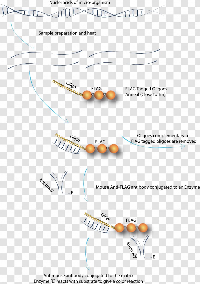 Oligonucleotide Peptide DNA RNA Spermidine - Rna Transparent PNG
