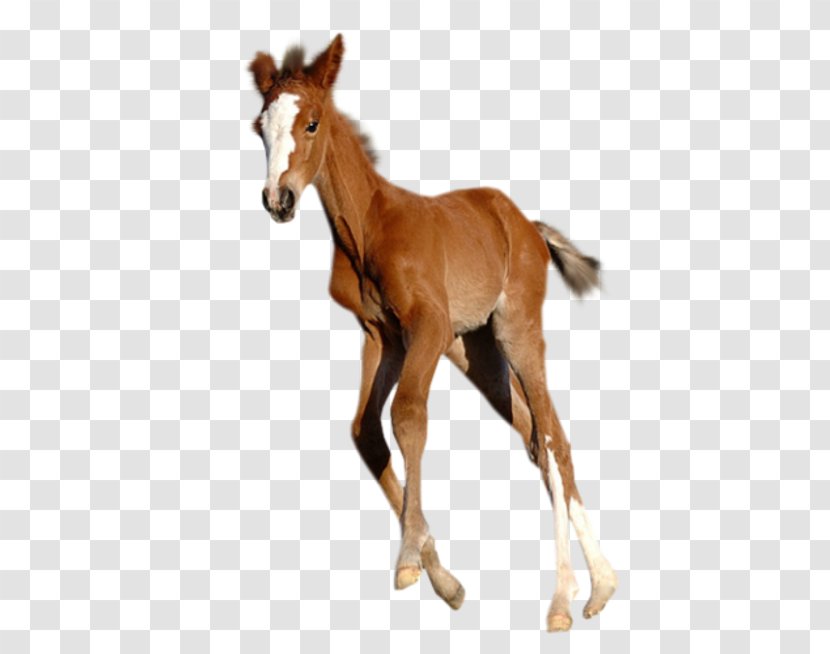 Foal Mustang Stallion Colt - Horse Transparent PNG