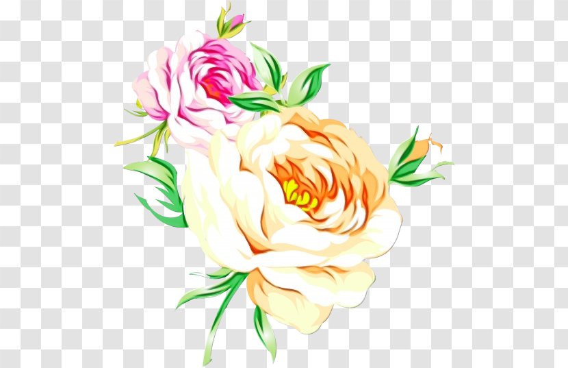 Garden Roses Cabbage Rose Floral Design Cut Flowers - Order Transparent PNG