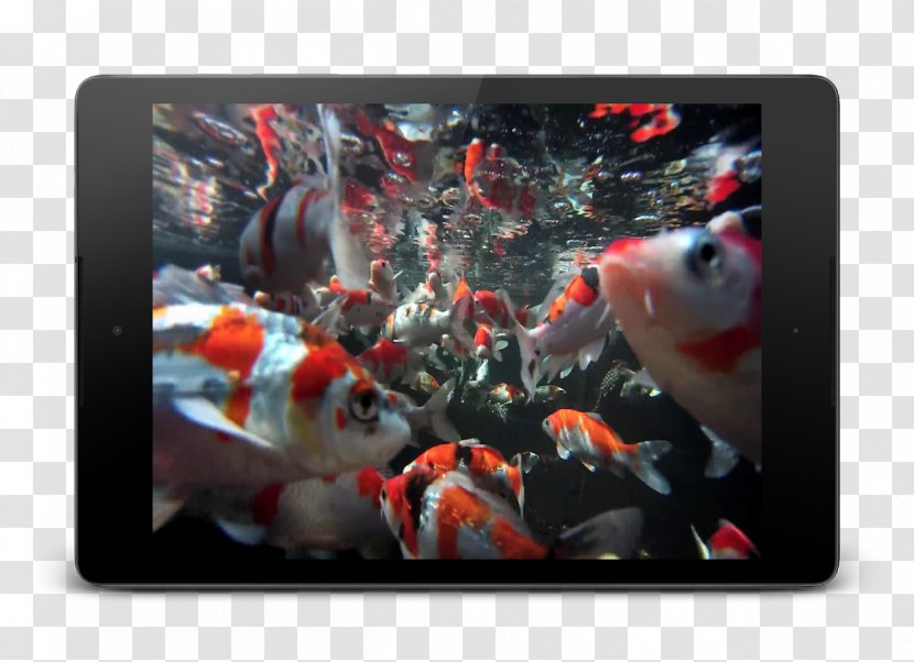 Koi Desktop Wallpaper Google Play - Kami - Aquarium Transparent PNG