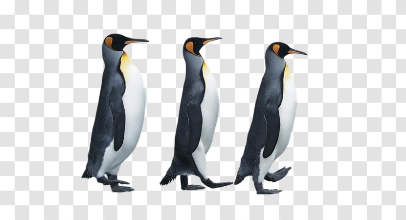 The Penguin Book: Birds In Suits Antarctica Emperor - Little Transparent PNG