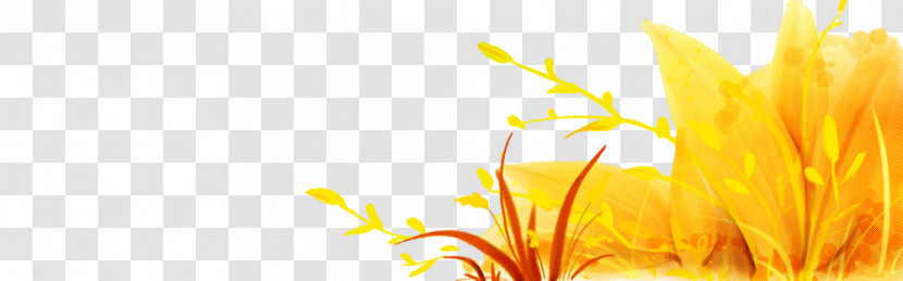 Orange Transparent PNG