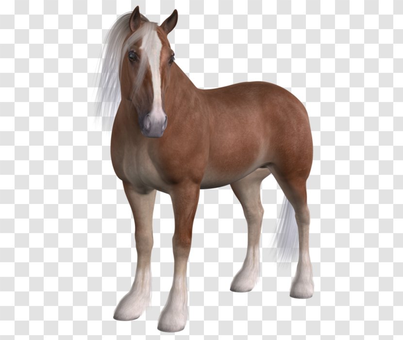 Mare Foal Mustang Stallion Colt - Mane Transparent PNG