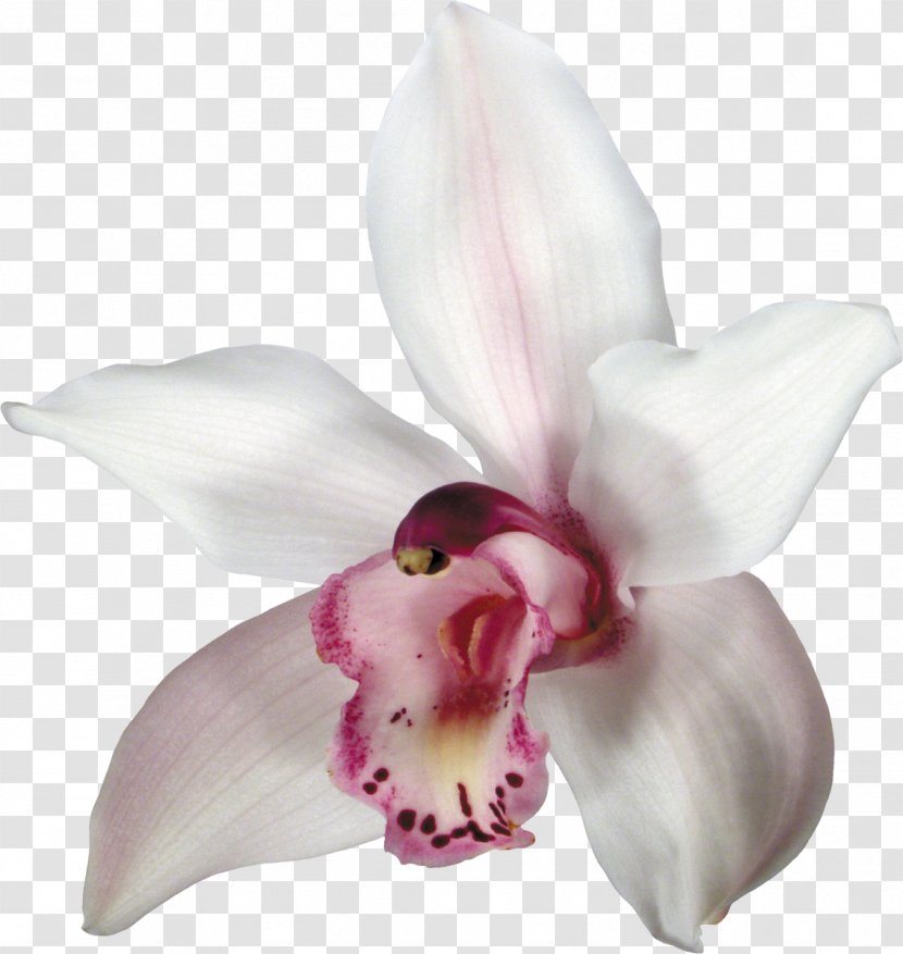 Orchids Flower Clip Art - Tulip Transparent PNG