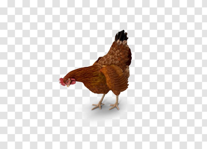Rooster Leghorn Chicken Image Transparency - Phasianidae - Brown Rice Transparent PNG