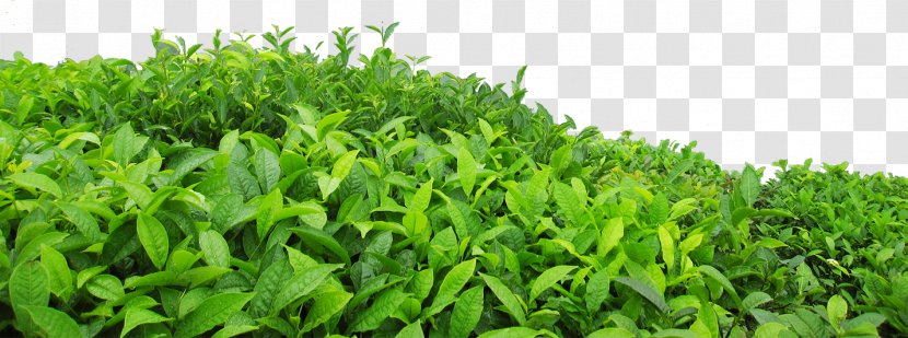 .dwg Download - Camellia Sinensis - Green Leaf Tea Transparent PNG