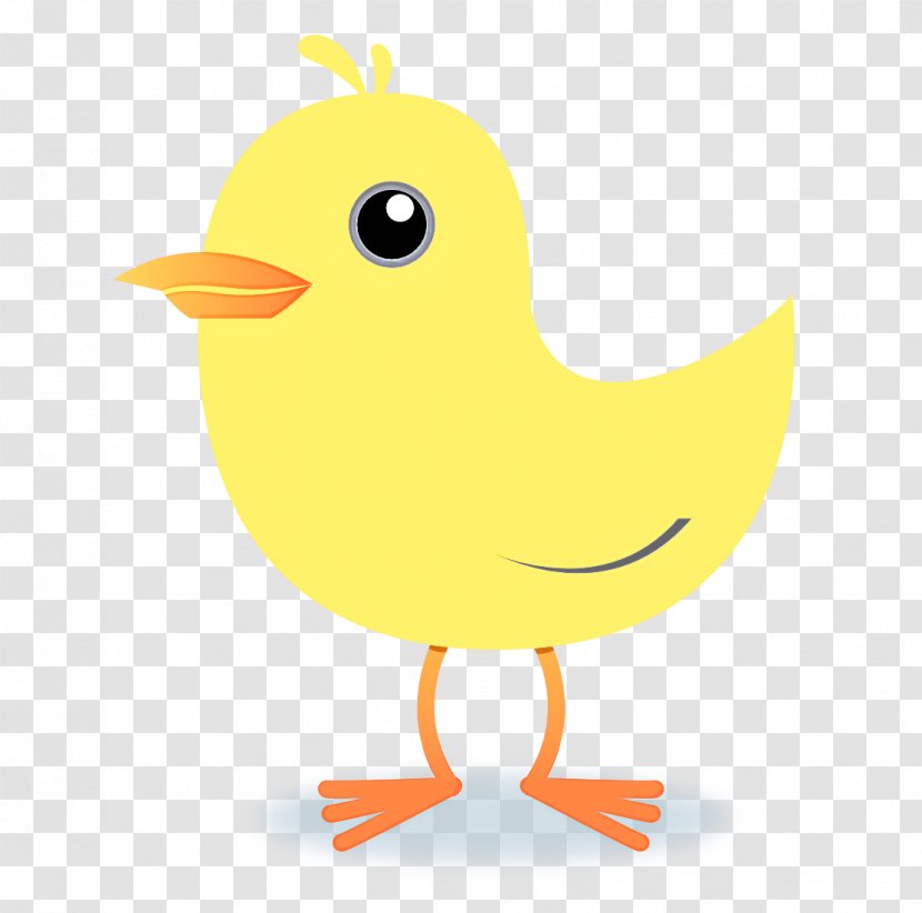 Bird Yellow Beak Cartoon Chicken - Duck Water Transparent PNG