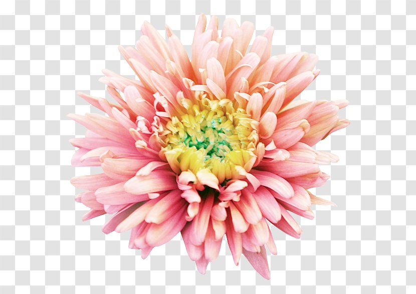 Chrysanthemum Dahlia Cut Flowers Transvaal Daisy - Peony - Summer Driving Flower Dahlias Transparent PNG