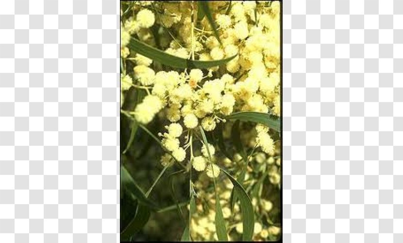 Acacia Implexa Tree Australian National Botanic Gardens Shrub - Native Plant Transparent PNG