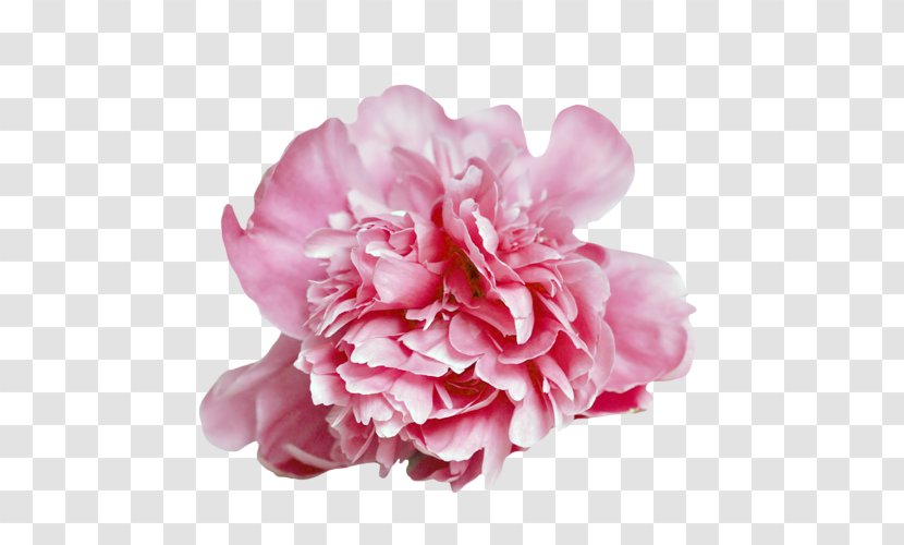 Carnation Cabbage Rose Peony Cut Flowers Petal Transparent PNG