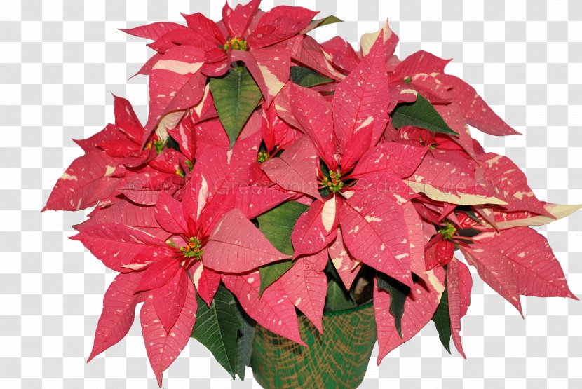 Flower Poinsettia Bract Christmas Eve - Mexico Transparent PNG