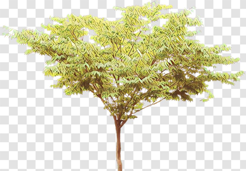 Tree Plan - Plant Stem - American Larch Transparent PNG