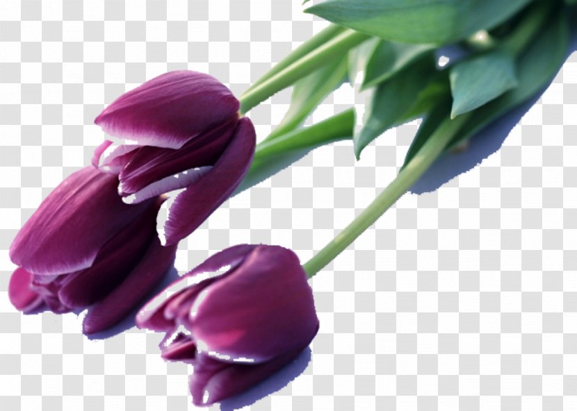 Indira Gandhi Memorial Tulip Garden Mania Flower Purple - Petal - Queen Of The Night Tulips Picture Material Transparent PNG