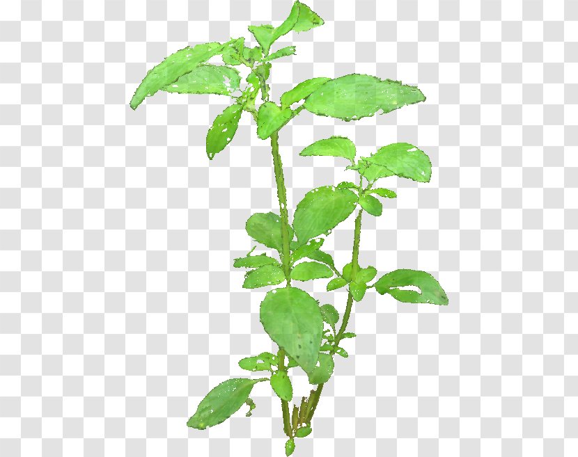 Three-dimensional Space Structure From Motion 3D Reconstruction Multiple Images Modeling - Threedimensional - Basil Leaves Transparent PNG