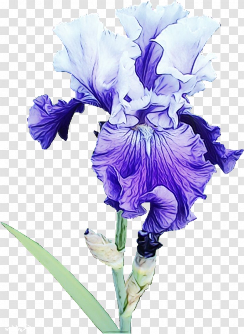 Orris Root Plant Stem Cut Flowers Purple Violet - Iris - Family Transparent PNG