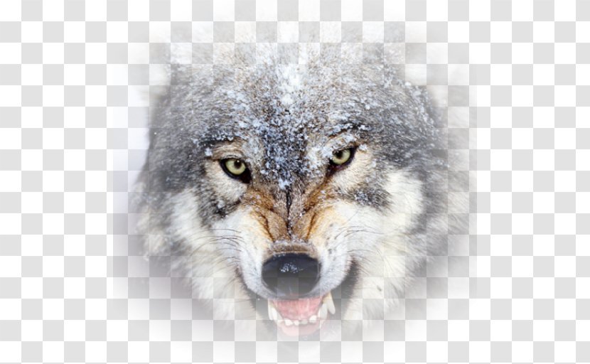 Brain Game Animals Desktop Wallpaper Basset Hound Lion Wolf Wallpapers - Wildlife Transparent PNG