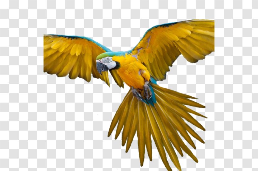 Bird Flight Parrot - Macaw Transparent PNG