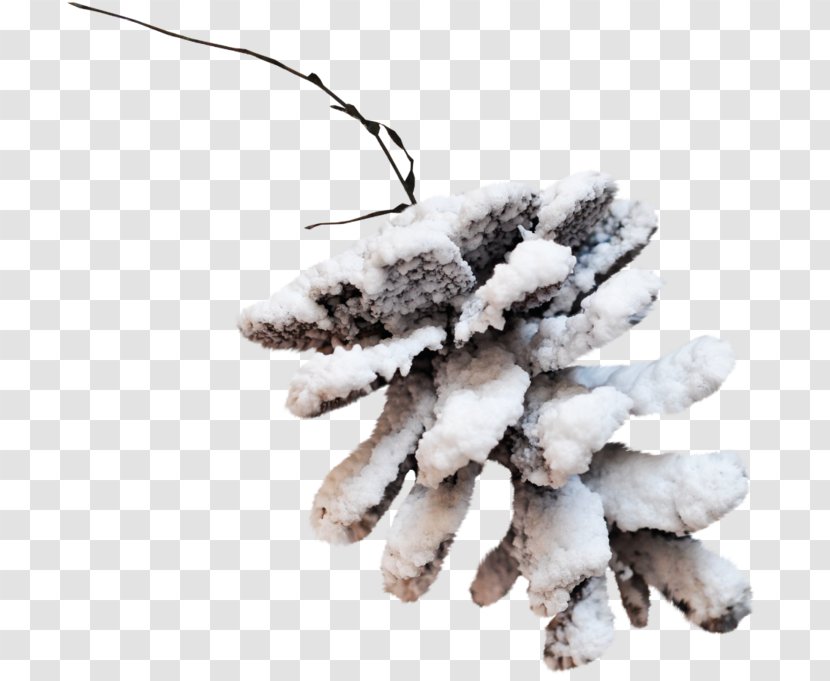 Fir Pine Spruce Branch - Plant - Snow Winter Transparent PNG