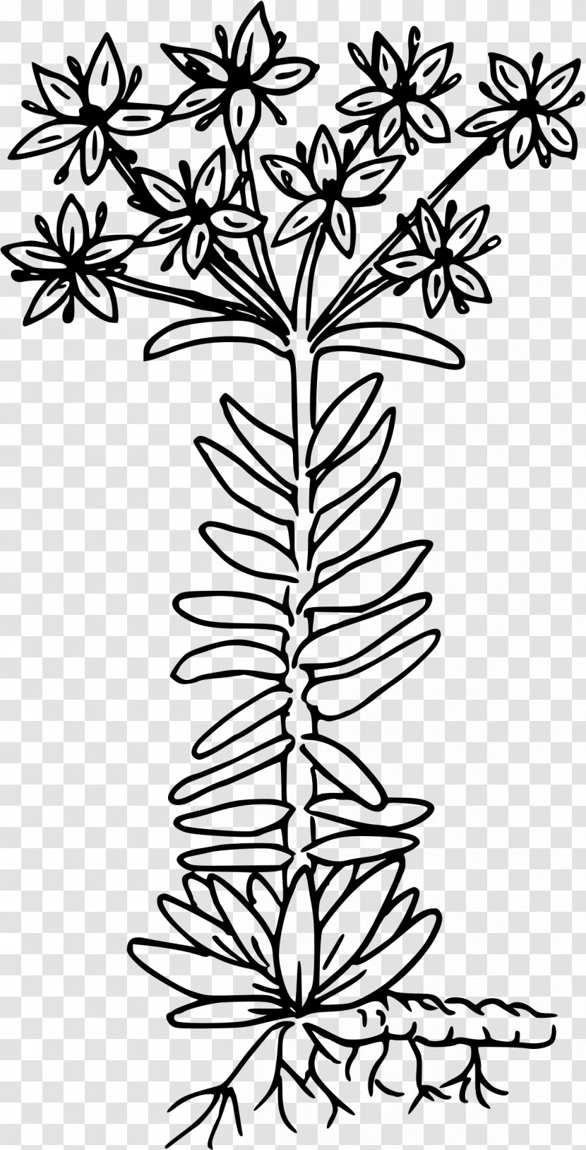 Twig Clip Art - Social Media - Stonecrop Transparent PNG