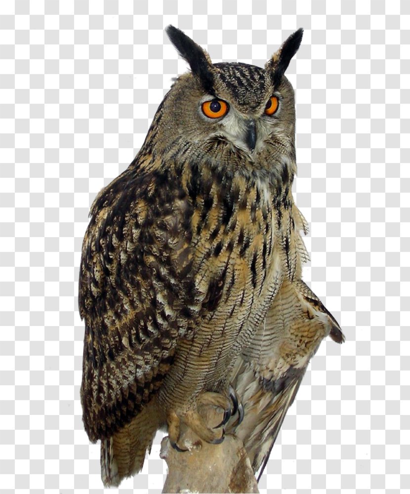Eurasian Eagle-owl Great Horned Owl Clip Art Transparent PNG