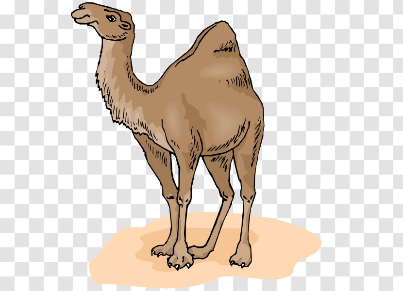 Bactrian Camel Dromedary Clip Art - Document Transparent PNG