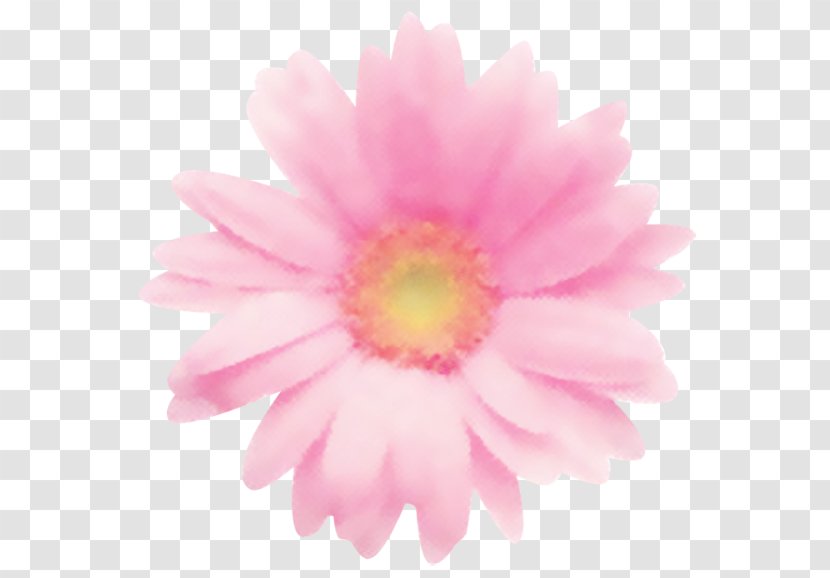 Common Daisy アトリエショコラ(Atelier Chocolat) Transvaal Family Chrysanthemum - Nakaku Hamamatsu Transparent PNG