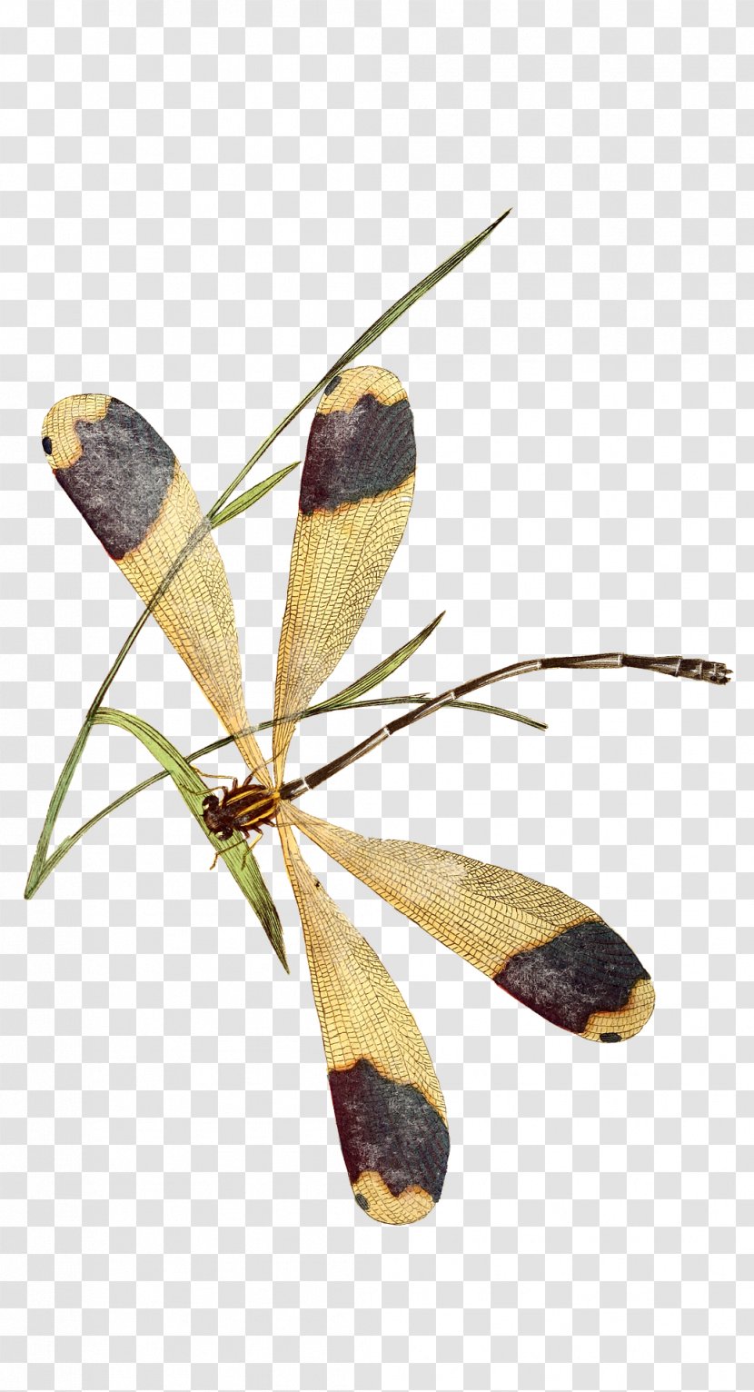 Insect Butterfly Dragonfly Naturalist Printmaking - On Grass Transparent PNG