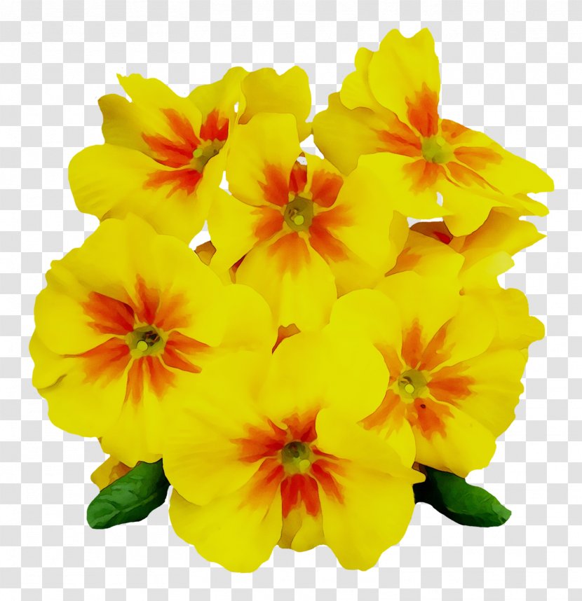 Common Evening-primrose Image Clip Art - Petal - Plant Transparent PNG