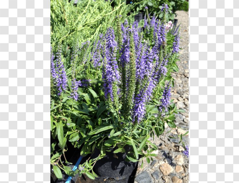 English Lavender French Common Sage Tarwi Hyssop - Veronica Transparent PNG