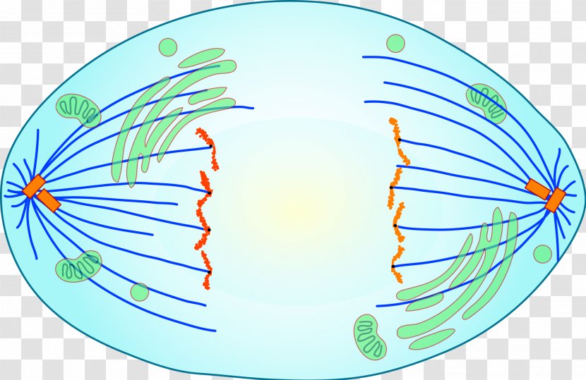 Anaphase Mitosis Meiosis Cell Division Metaphase - Flower - Cells Transparent PNG