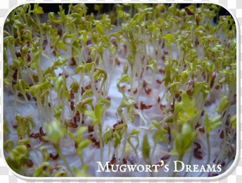 Alfalfa Sprouting - Organism Transparent PNG