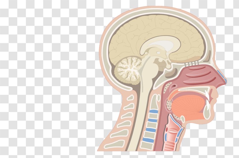 Nasal Cavity Anatomy Of The Human Nose Nostril - Cartoon Transparent PNG