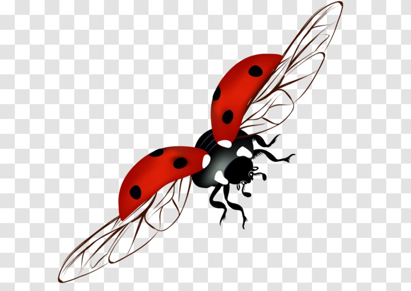 Ladybird Beetle Clip Art - Coccinelle Transparent PNG