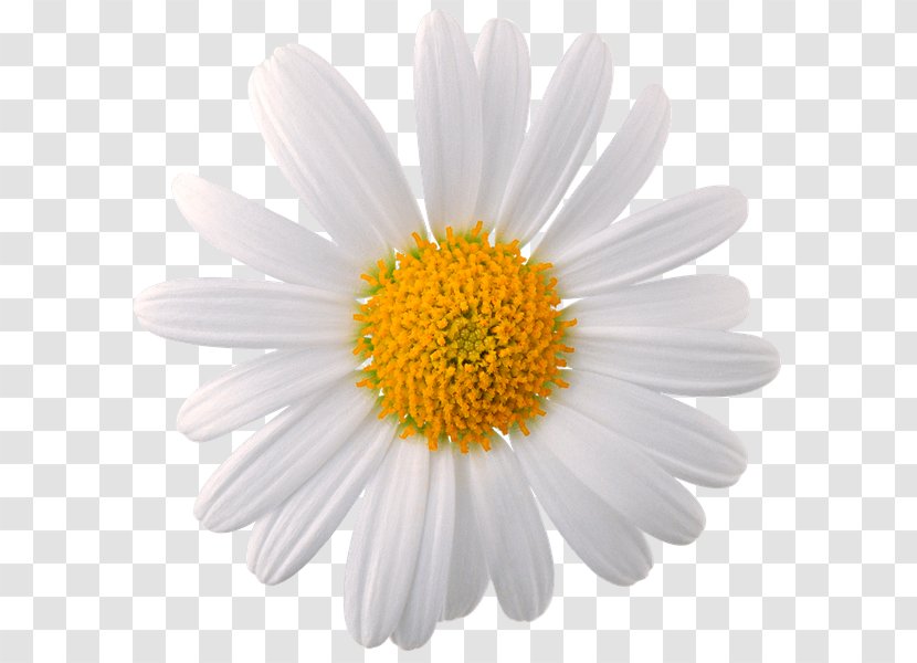 Chamomile Common Daisy Flower Oxeye - Chrysanths Transparent PNG