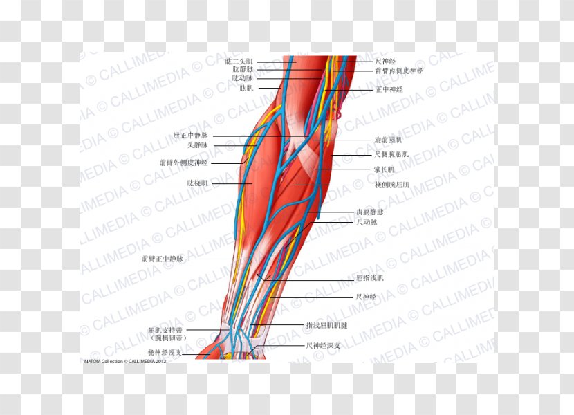 Anterior Compartment Of The Forearm Blood Vessel Nerve Muscle - Cartoon - Arm Transparent PNG