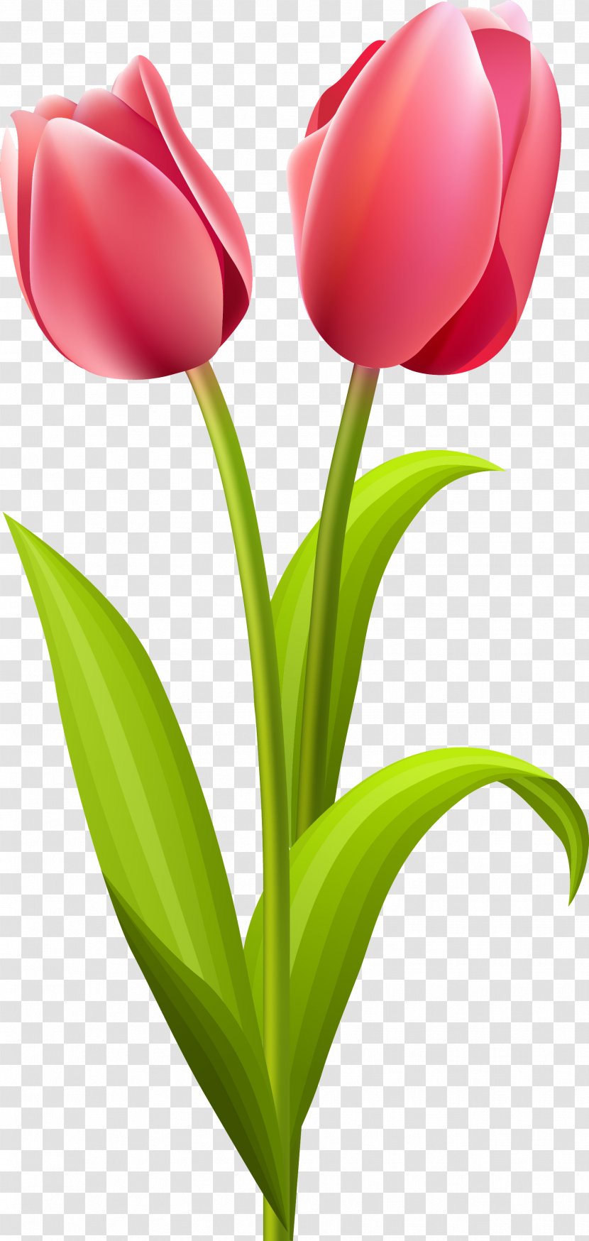 Tulip Flower Bouquet Clip Art - Floral Design Transparent PNG