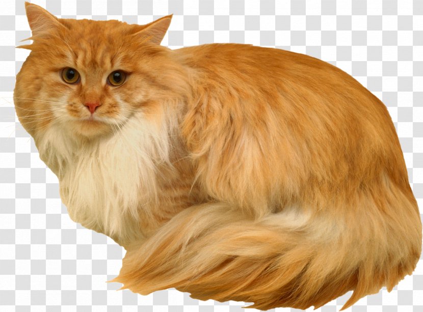 Maine Coon Norwegian Forest Cat Whiskers Siberian Cymric - Kitten Transparent PNG